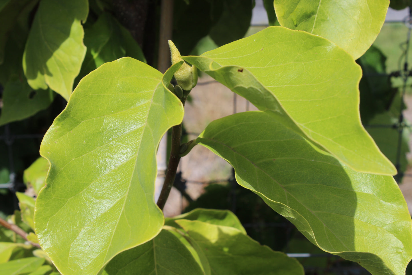Magnolia Lennei Alba