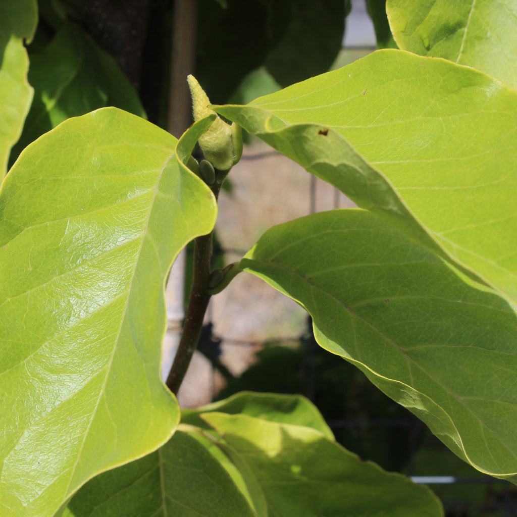 Magnolia Lennei Alba Image