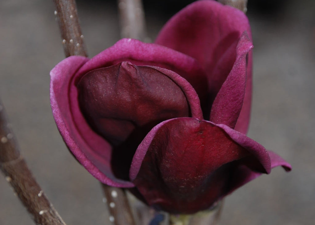 Magnolia Genie Image