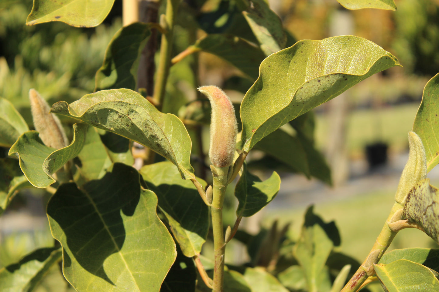 Magnolia Strawberry Fields