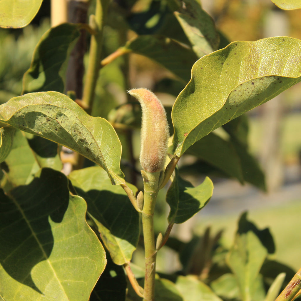 Magnolia Strawberry Fields Image