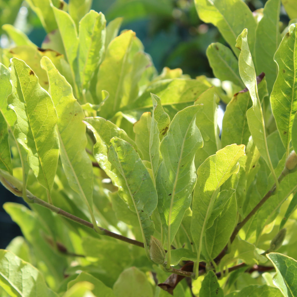 Magnolia stellata Royal Star Image