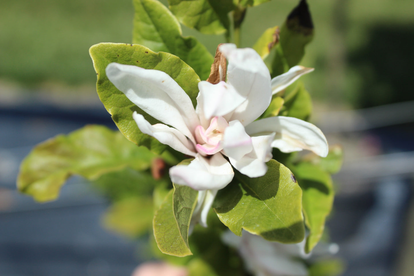 Magnolia stellata Water Lily