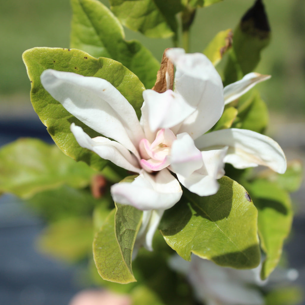 Magnolia stellata Water Lily Image