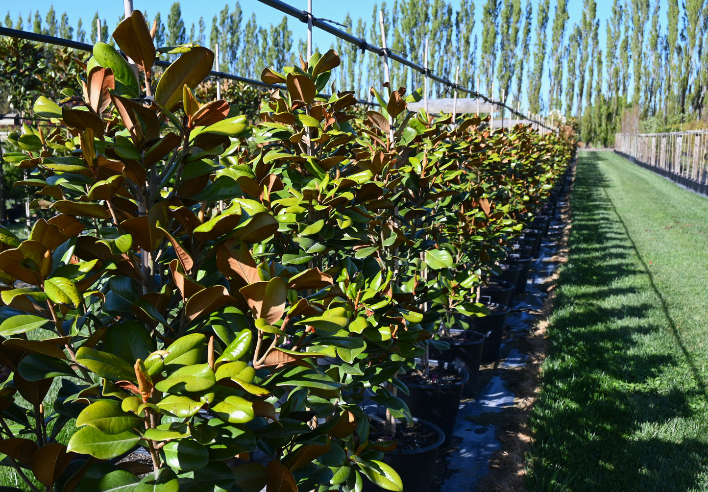 Magnolia grandiflora Teddy Bear