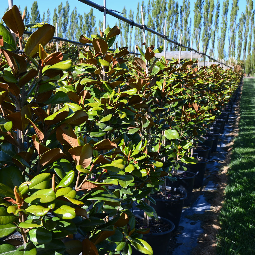 Magnolia grandiflora Teddy Bear Image