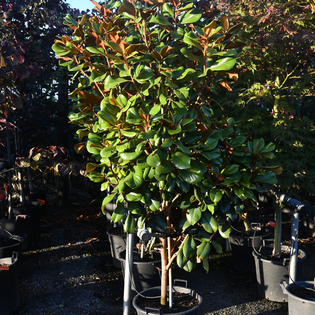 Magnolia grandiflora Teddy Bear Image