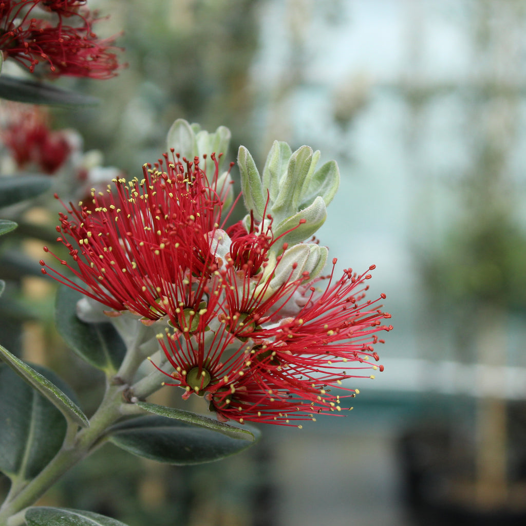 Metrosideros excelsa Maori Princess Image