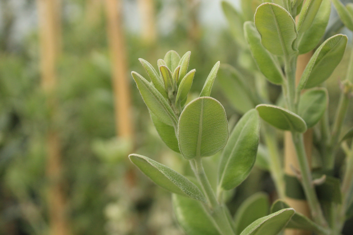 Metrosideros excelsa Maori Princess