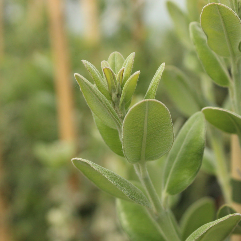 Metrosideros excelsa Maori Princess Image