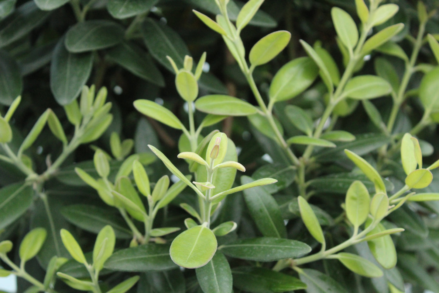 Metrosideros excelsa