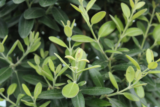 Metrosideros excelsa