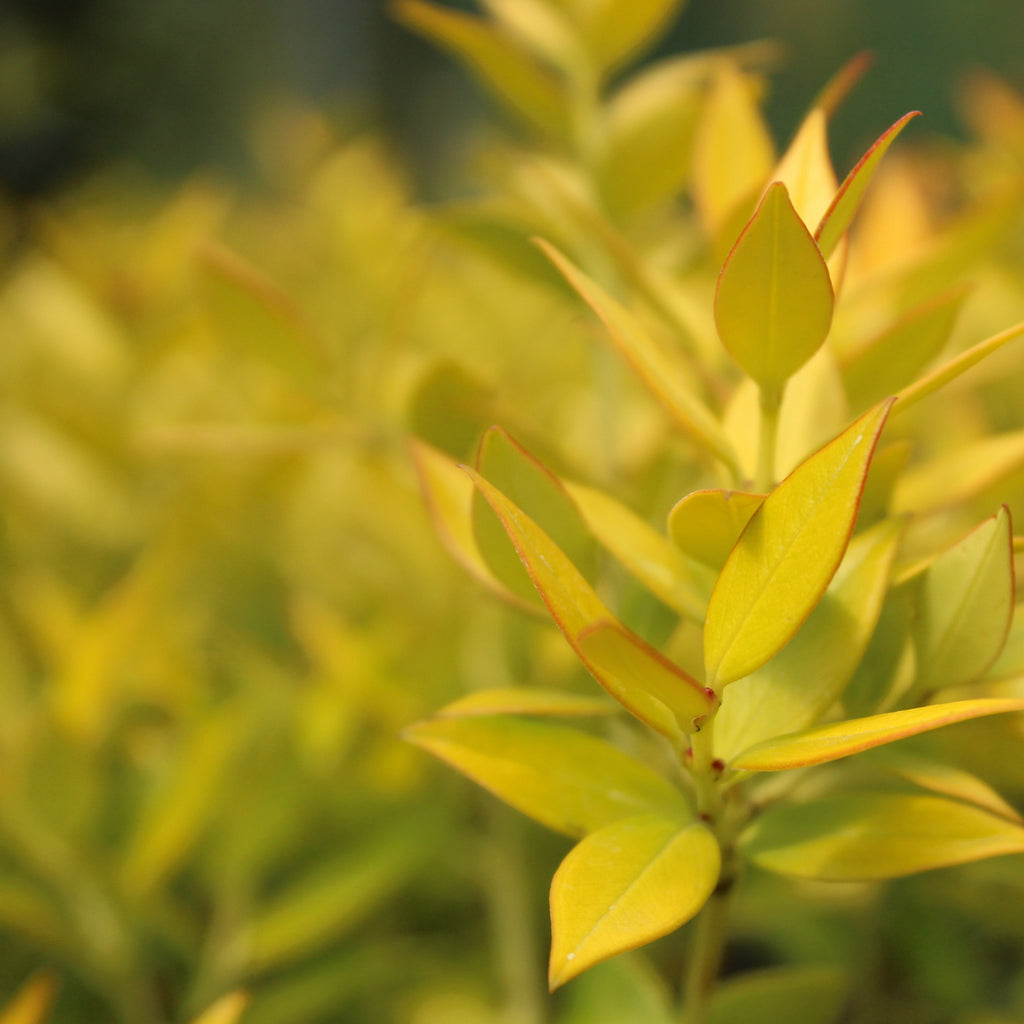 Metrosideros umbellata Gold Beacon Image
