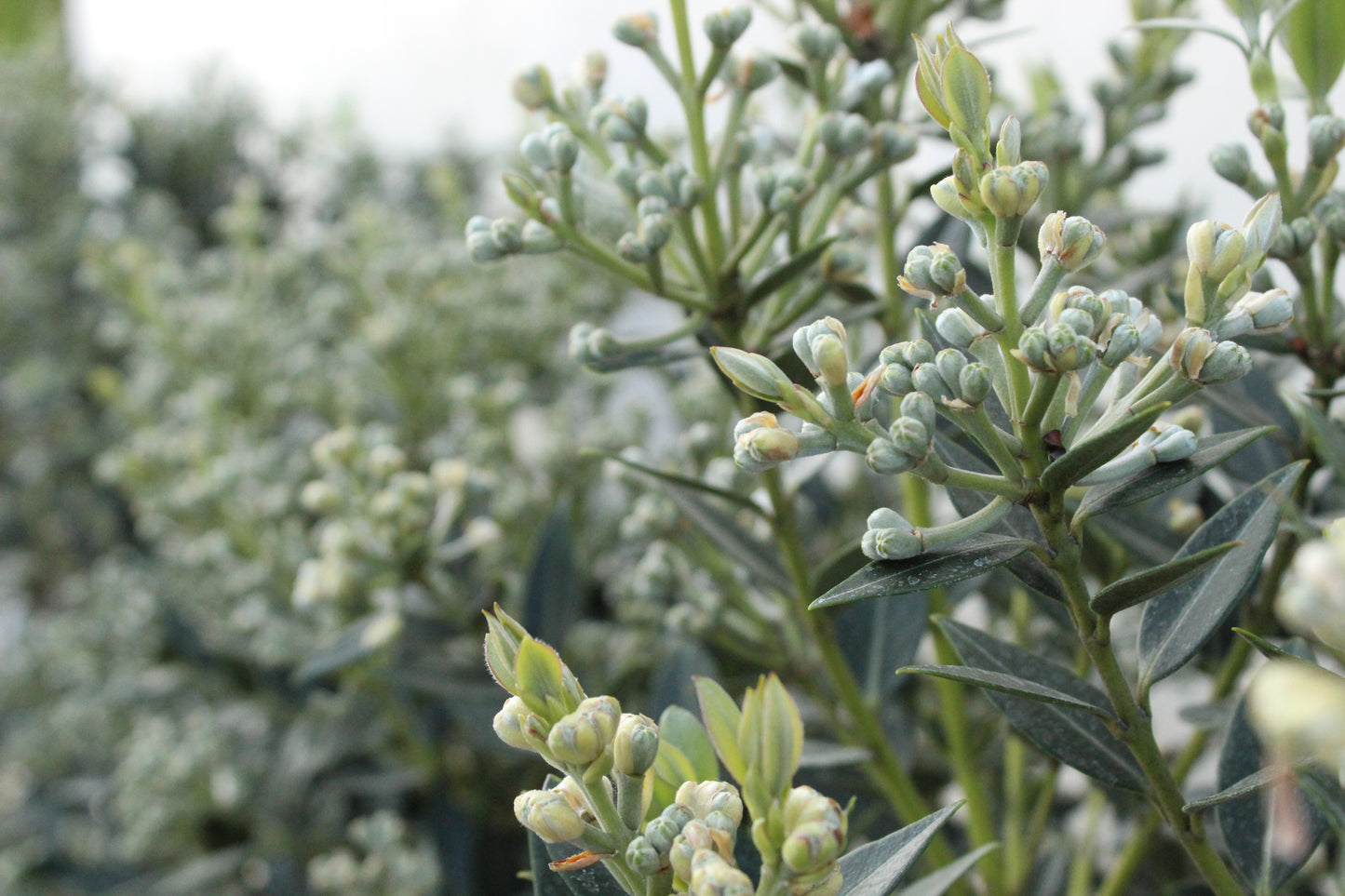 Metrosideros 'Maungapiko'