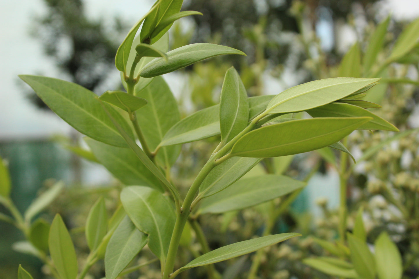 Metrosideros 'Maungapiko'