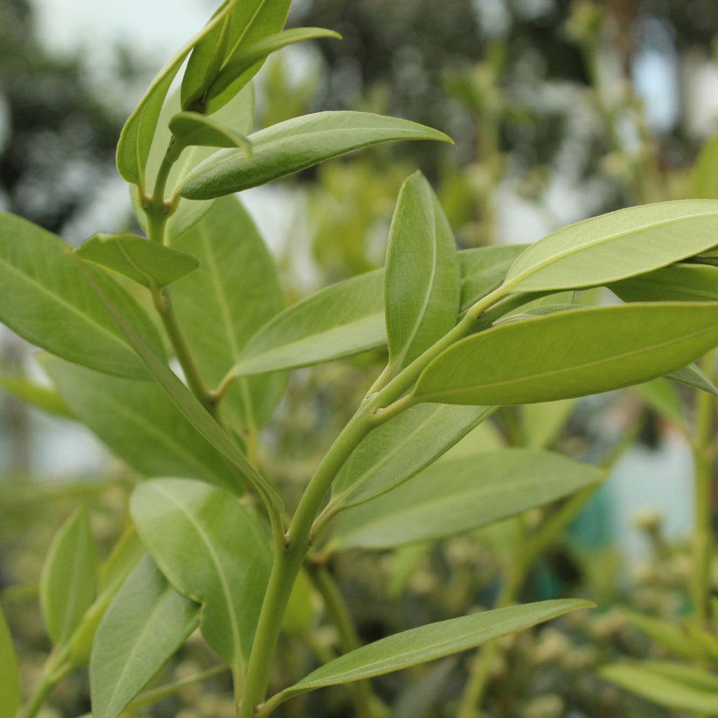 Metrosideros Maungapiko Image