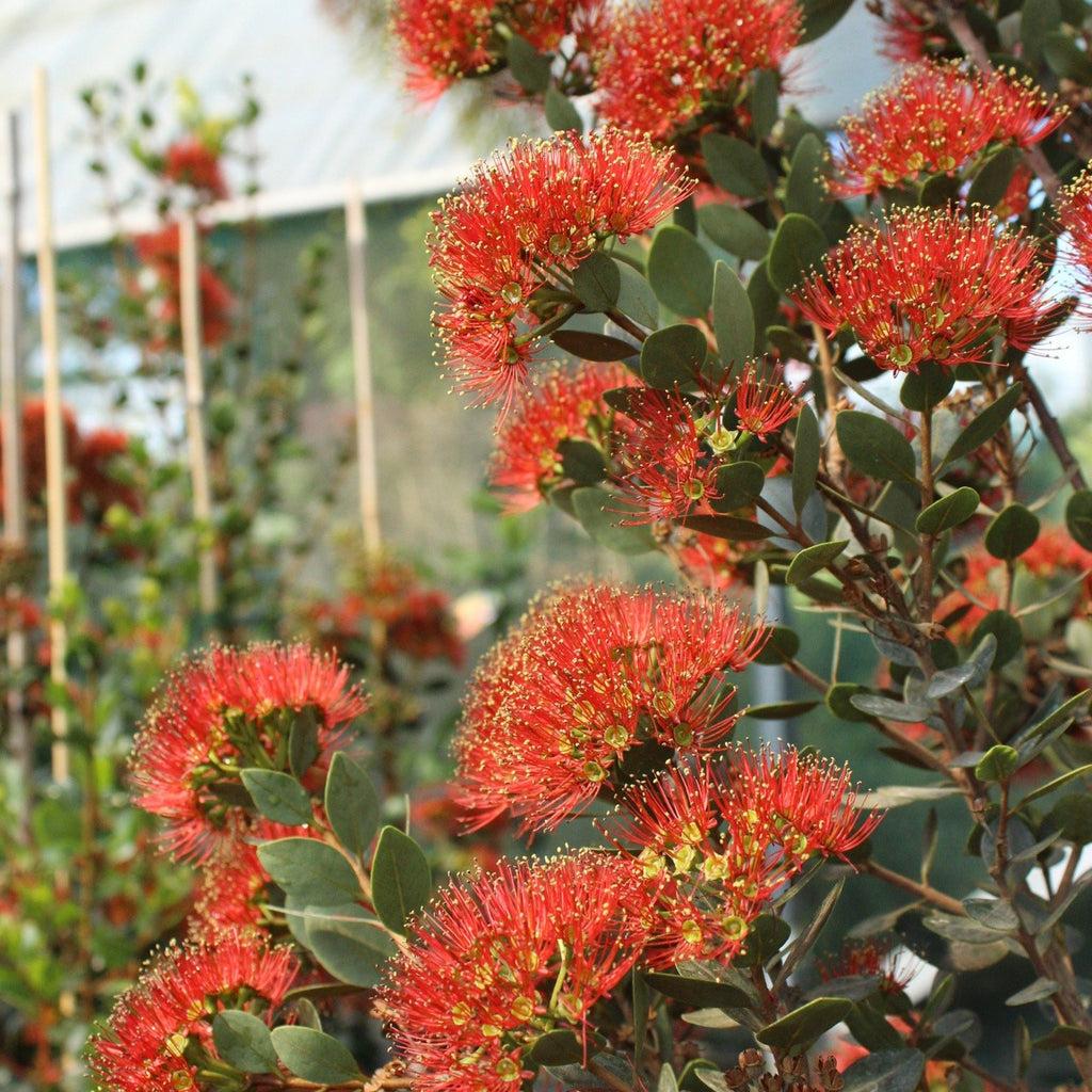 Metrosideros Rustic Beauty Image