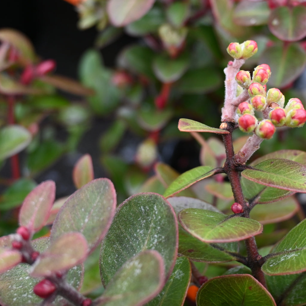 Metrosideros tahiti Image