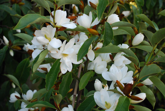 Michelia Lemon Fragrant