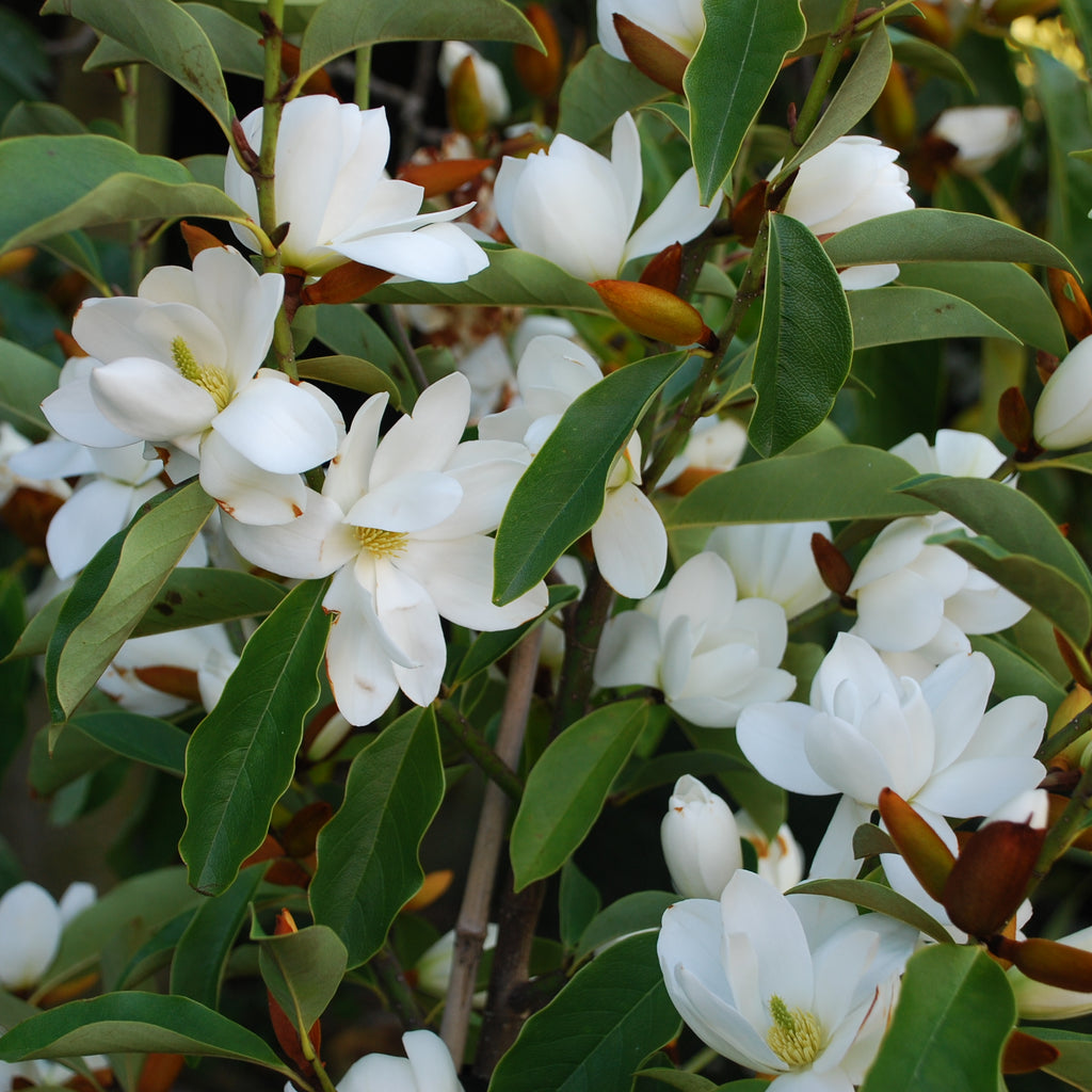 Michelia Lemon Fragrant Image