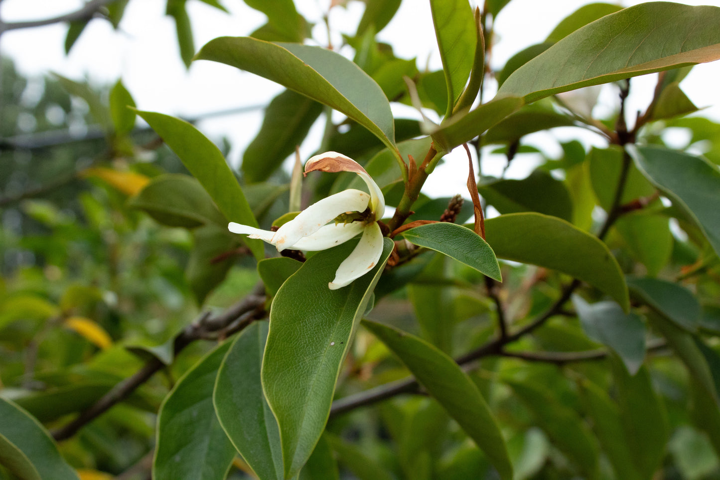 Michelia Lemon Fragrant