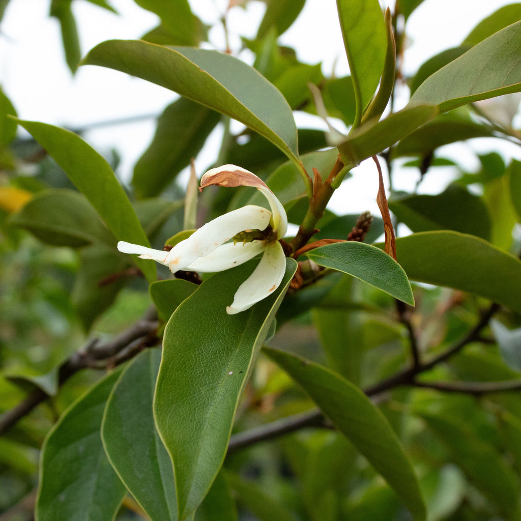Michelia Lemon Fragrant Image