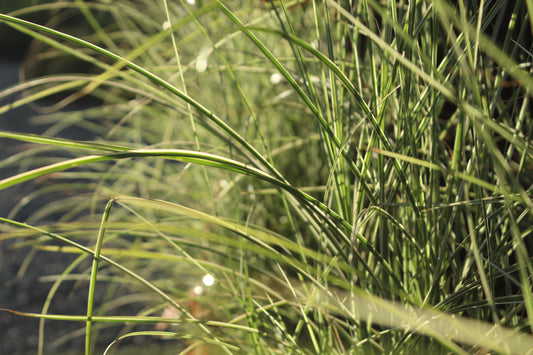 Miscanthus Morning Lights