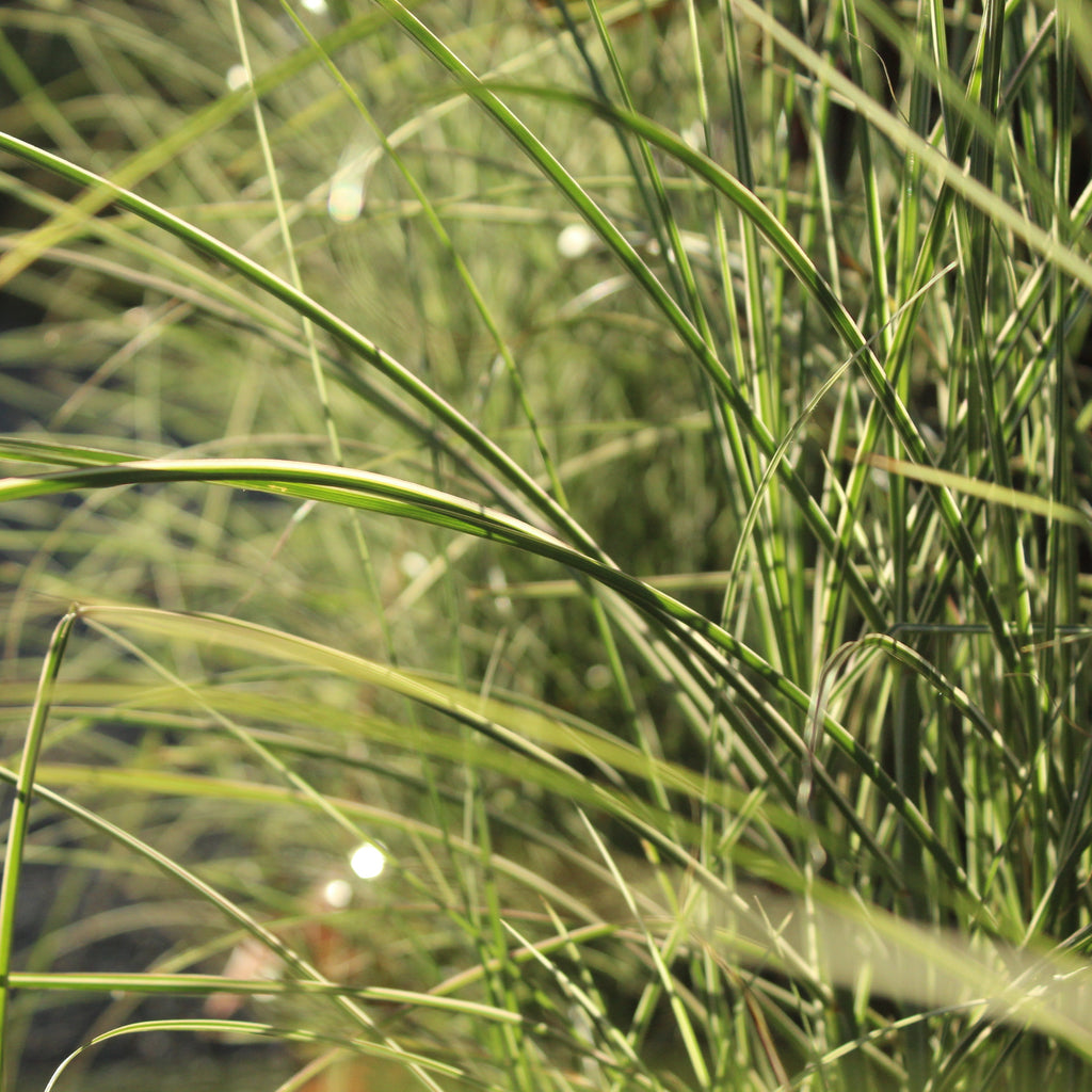 Miscanthus Morning Lights Image