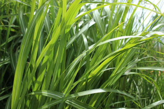 Miscanthus sinensis