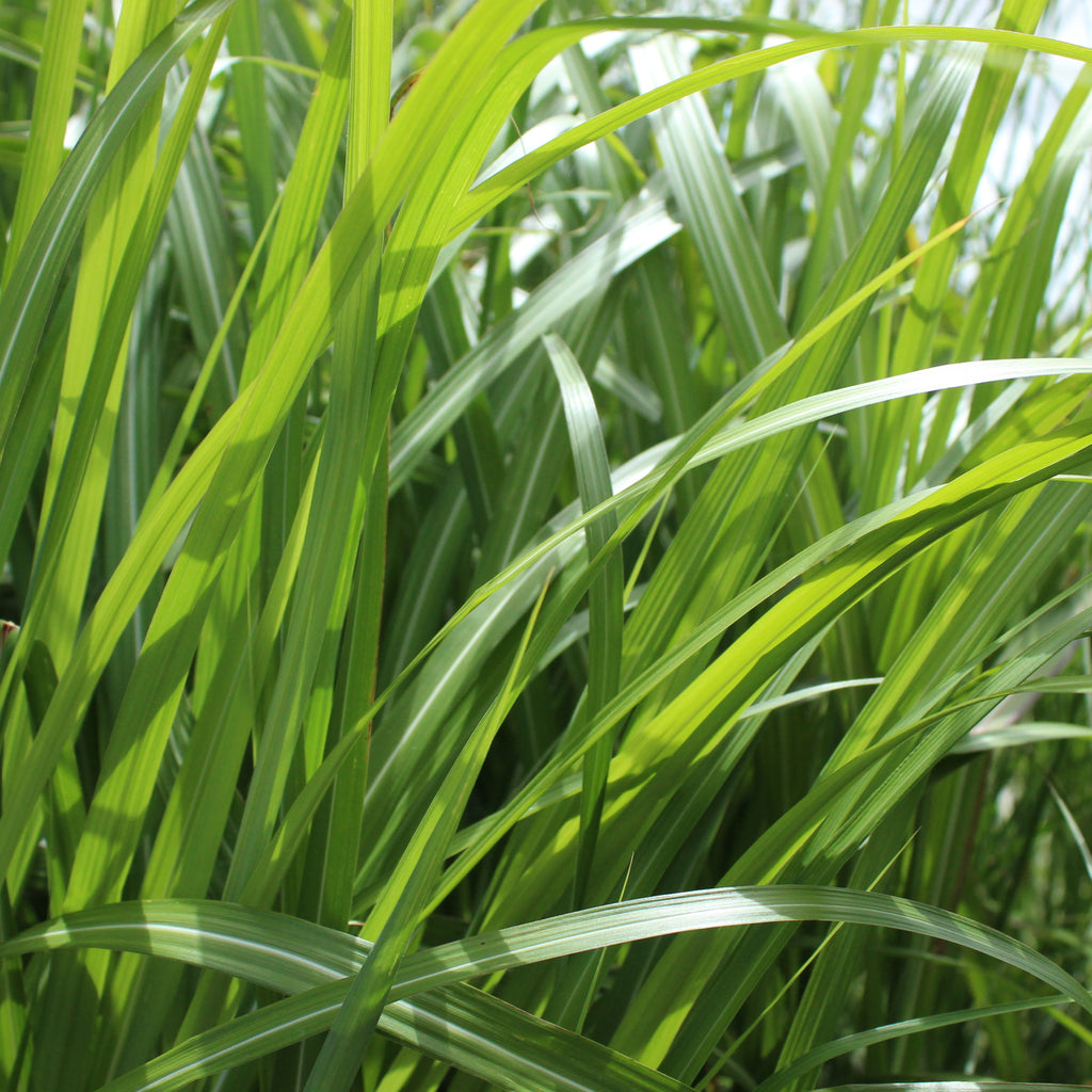 Miscanthus sinensis Image