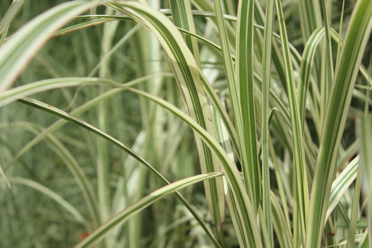Miscanthus s. variegatus
