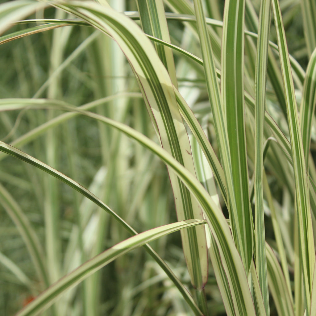 Miscanthus sinensis variegatus Image