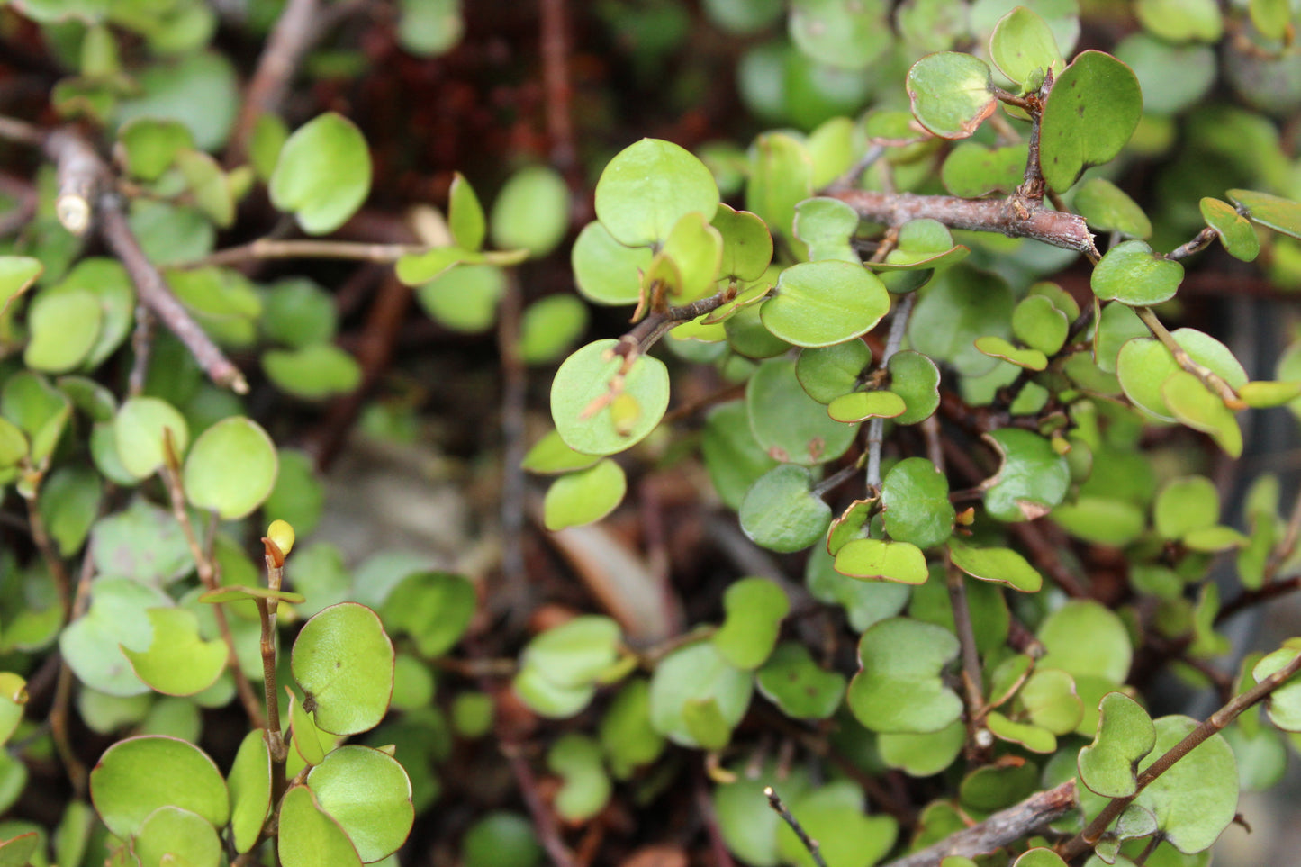 Muelenbeckia complexa 'Poor Knights'