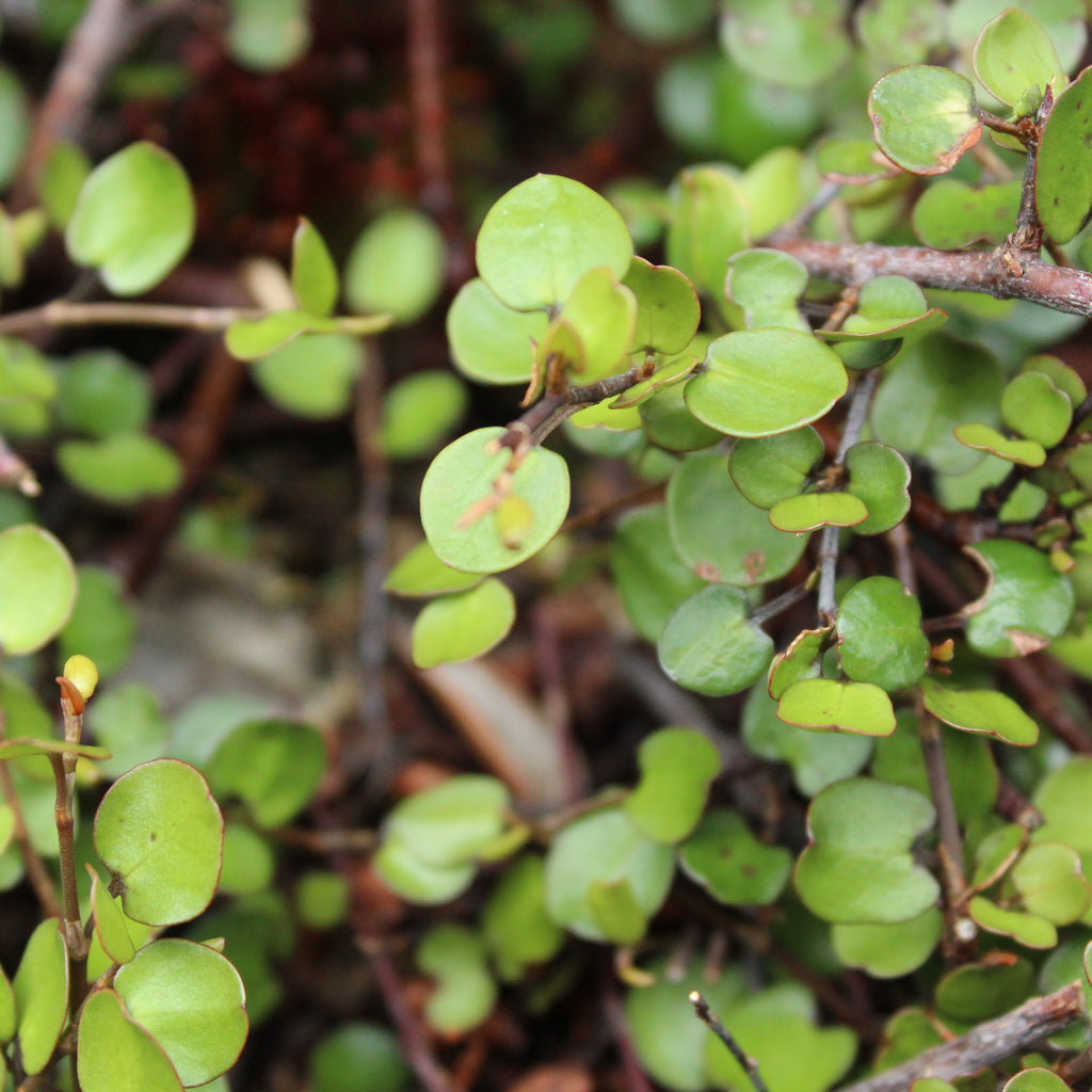 Muehlenbeckia complexa Poor Knights Image