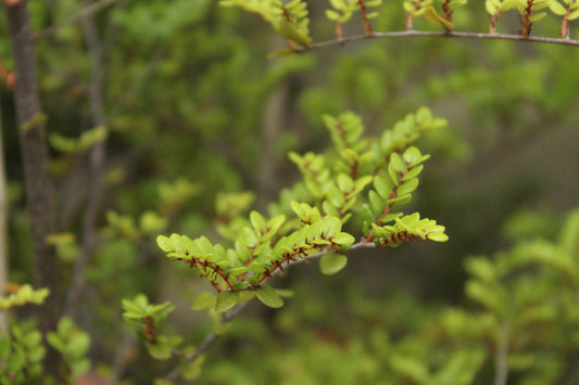 Nothofagus solandrii