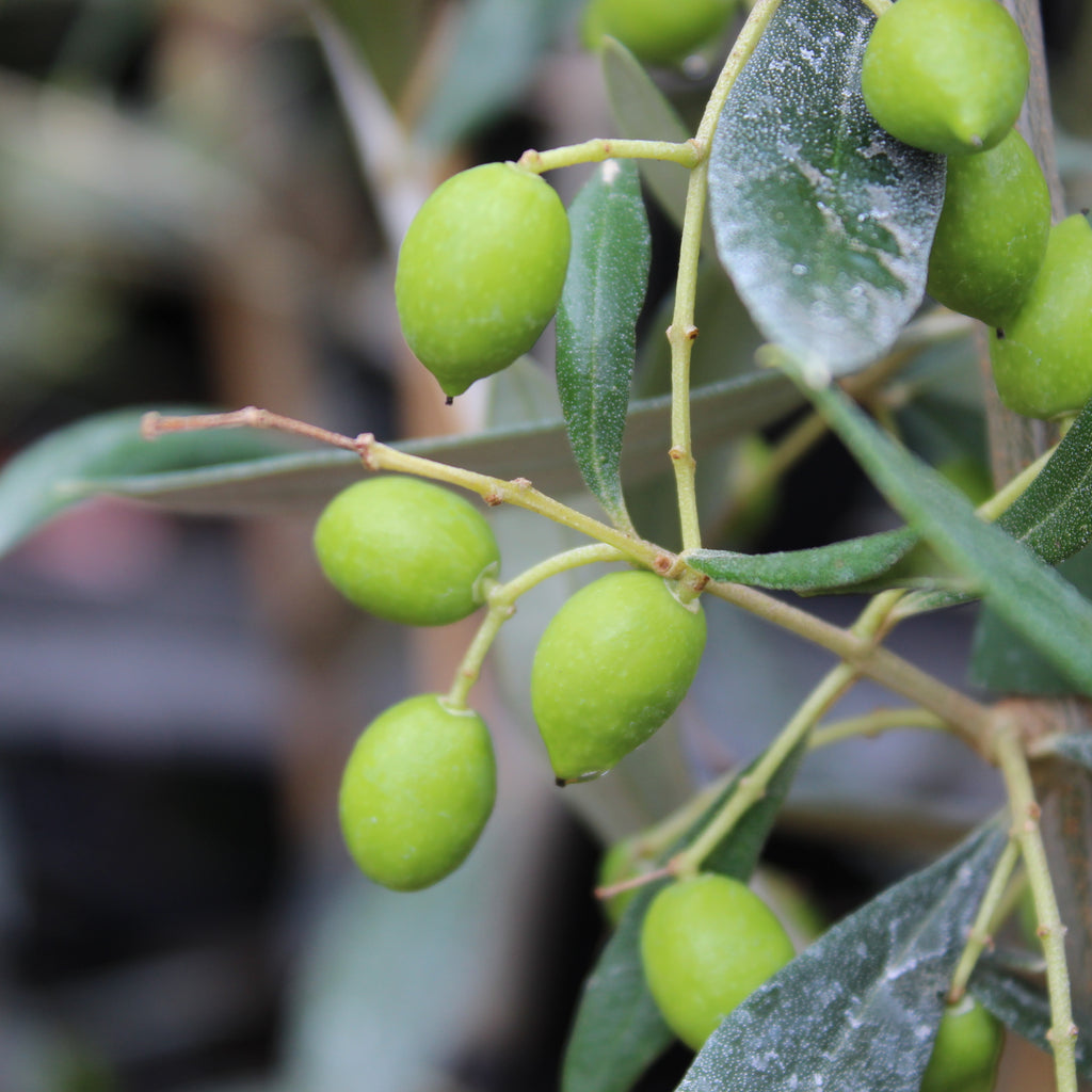 Olea Koroneiki Image