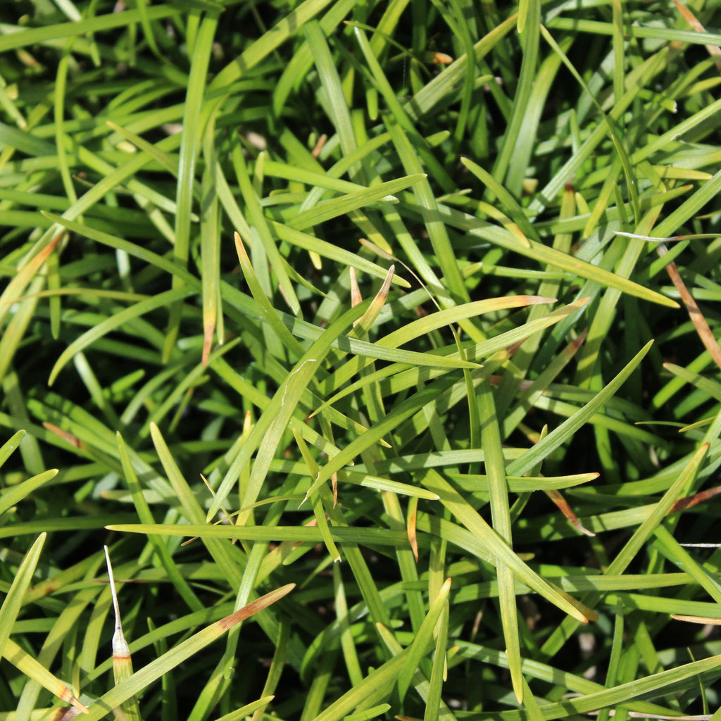 Ophiopogon japonicus Image