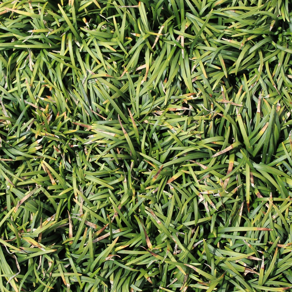 Ophiopogon japonicus Nana Image