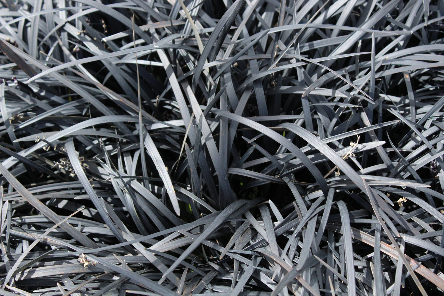 Ophiopogon p. 'Nigrescens'