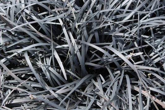 Ophiopogon p. 'Nigrescens'