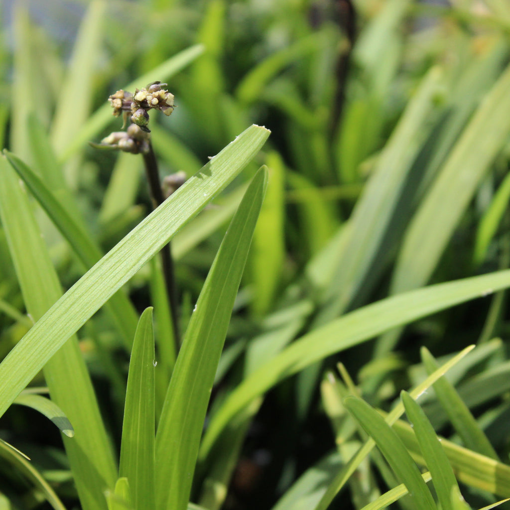 Ophiopogon planiscarpus Image