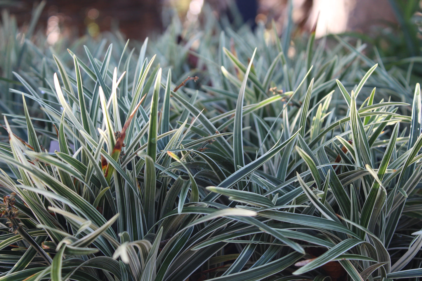 Ophiopogon variegata