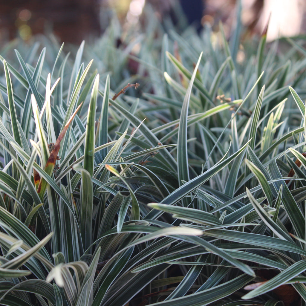 Ophiopogon variegata Image