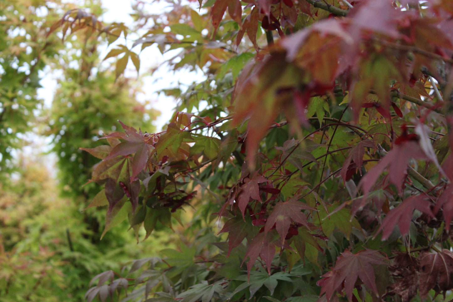 Acer Osakazuki