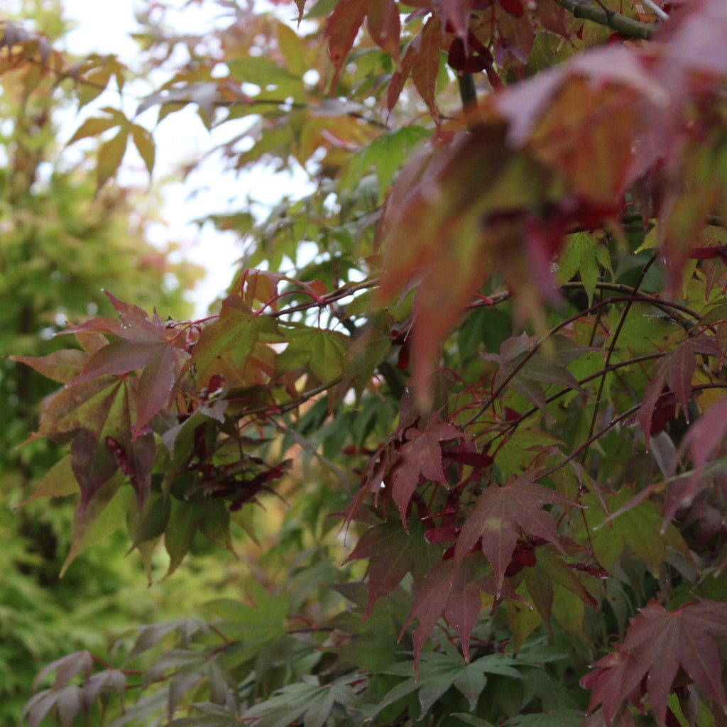 Acer Osakazuki Image