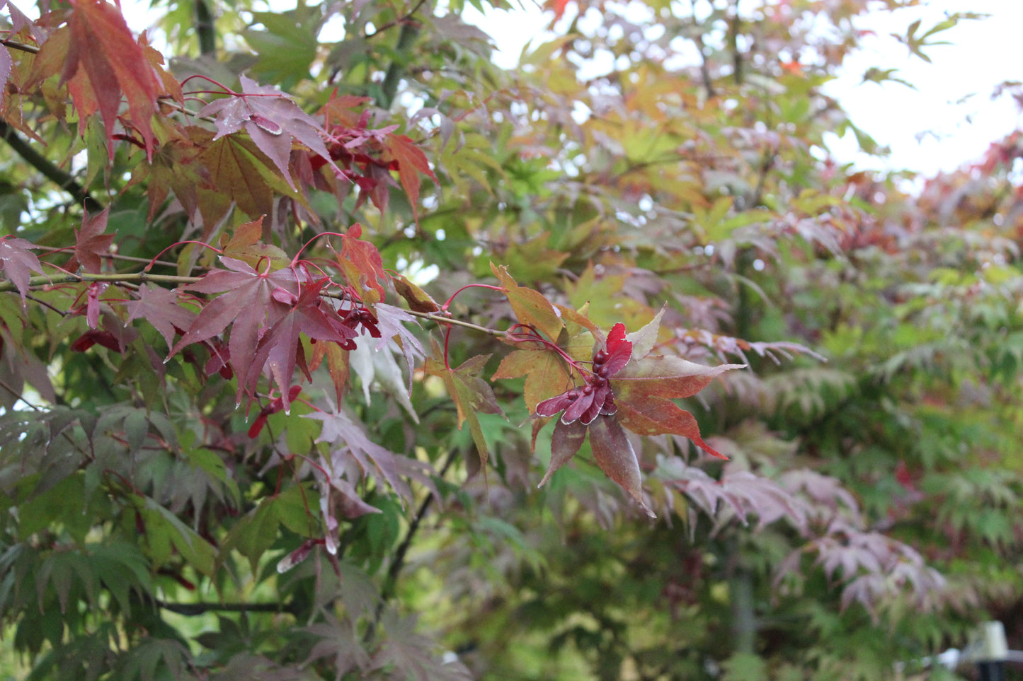 Acer Osakazuki