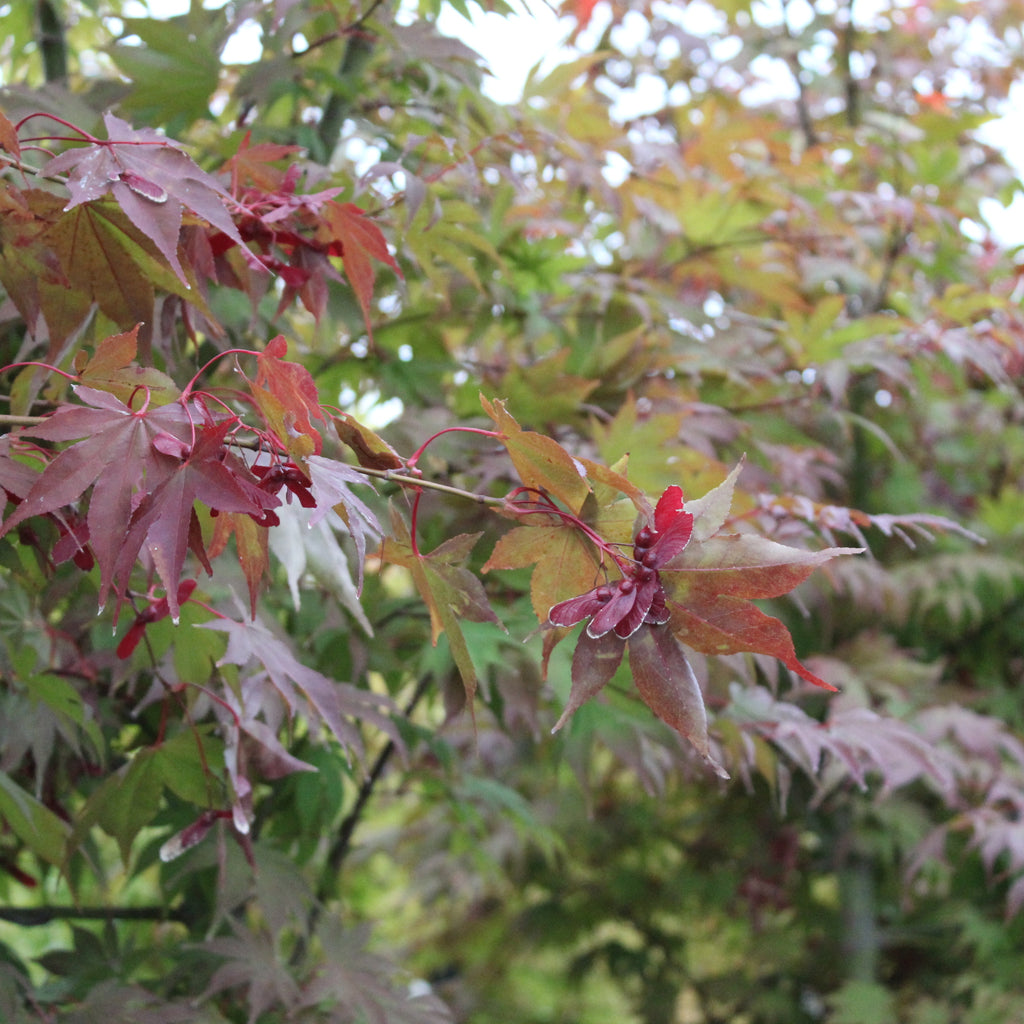 Acer Osakazuki Image