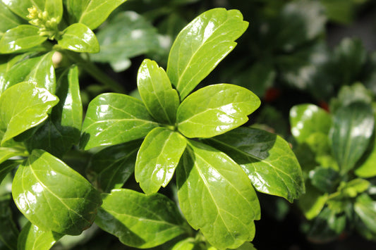 Pachysandra terminalis Green Sheen