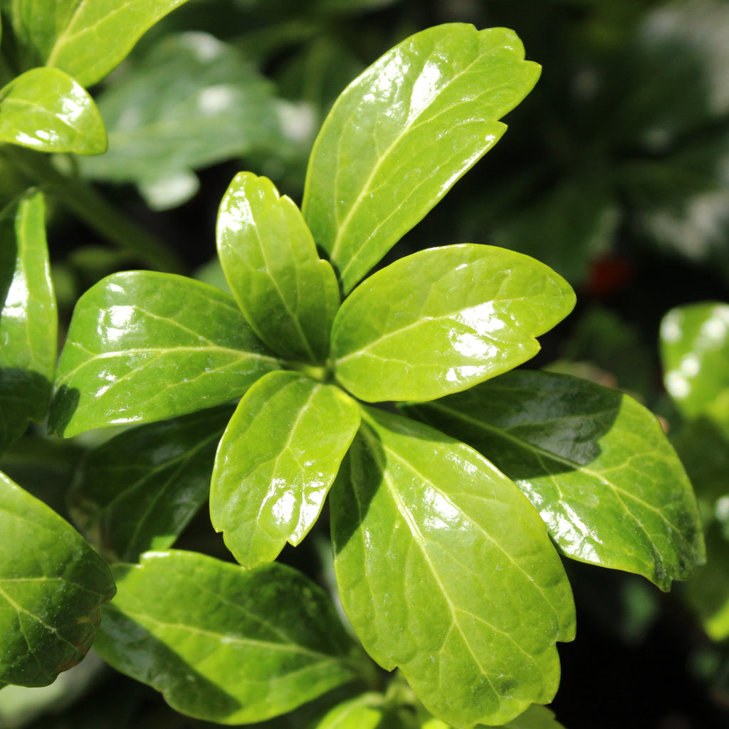 Pachysandra terminalis Green Sheen Image