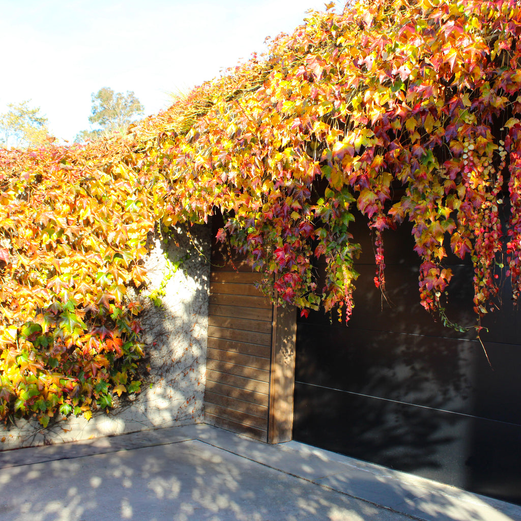 Parthenocissus tricuspidata Beverly Brooks Image